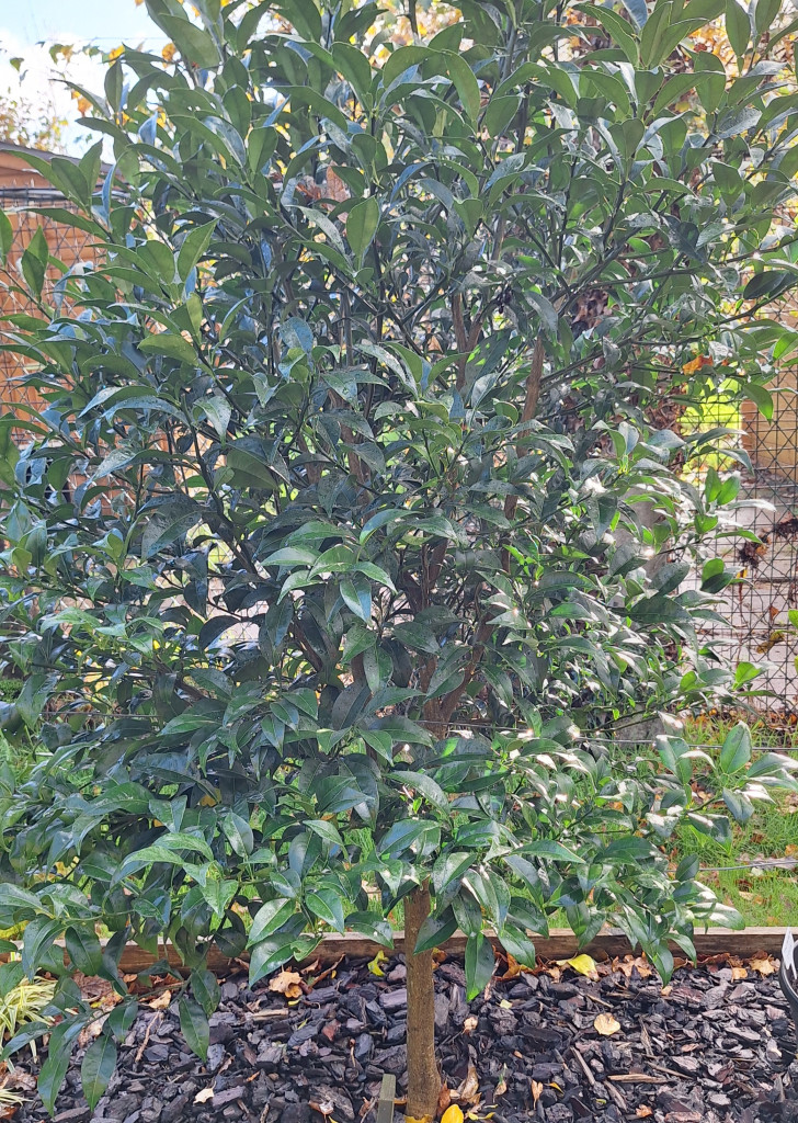 Zoomer sur l'image : Yuzu N°3