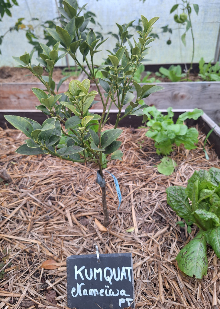 Zoomer sur l'image : Kumquat Nameiwa