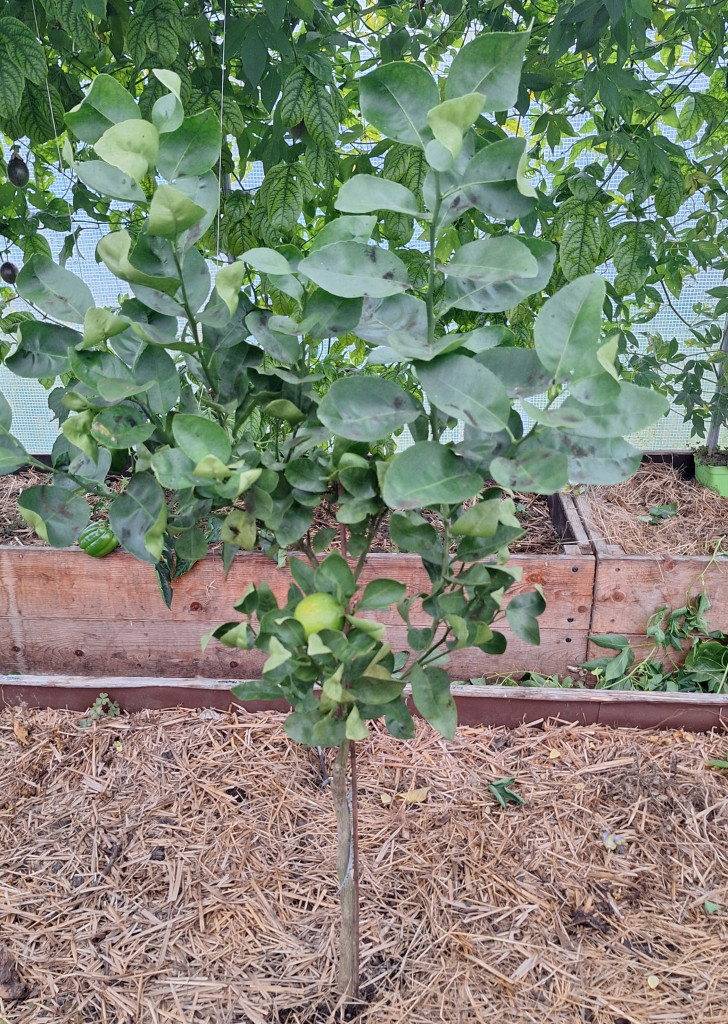 Zoomer sur l'image : Tangelolo Weikiwa