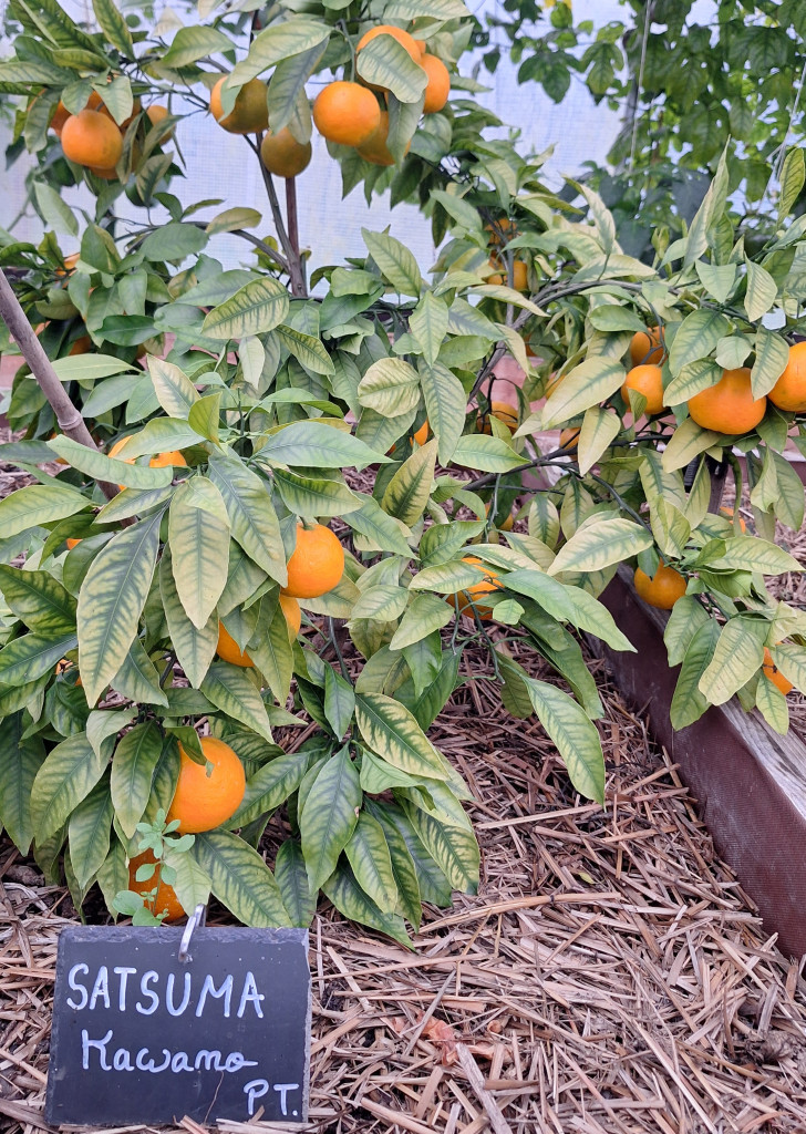 Zoomer sur l'image : Satsuma Kawano