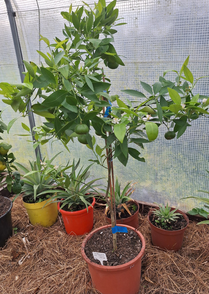 Zoomer sur l'image : Tangelo US early pride®