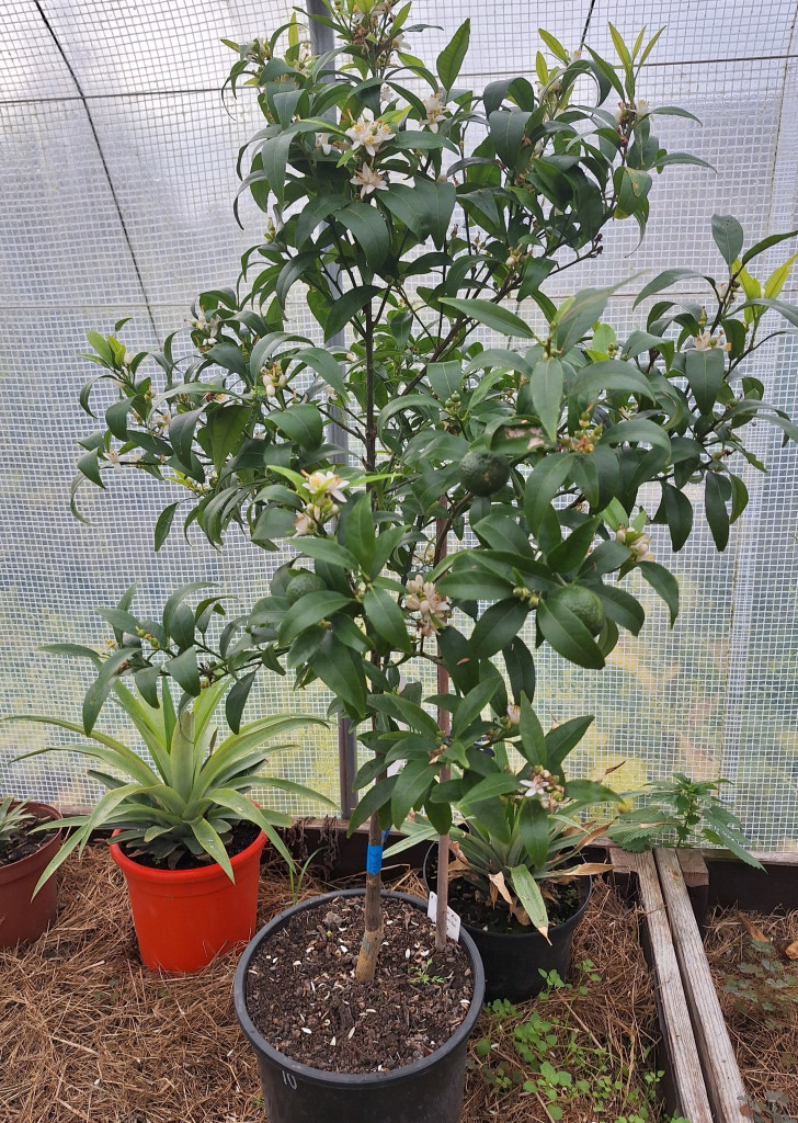 Zoomer sur l'image : Clémentinier Clémenriù