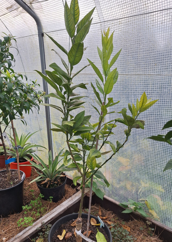 Zoomer sur l'image : Satsuma Xie Shan