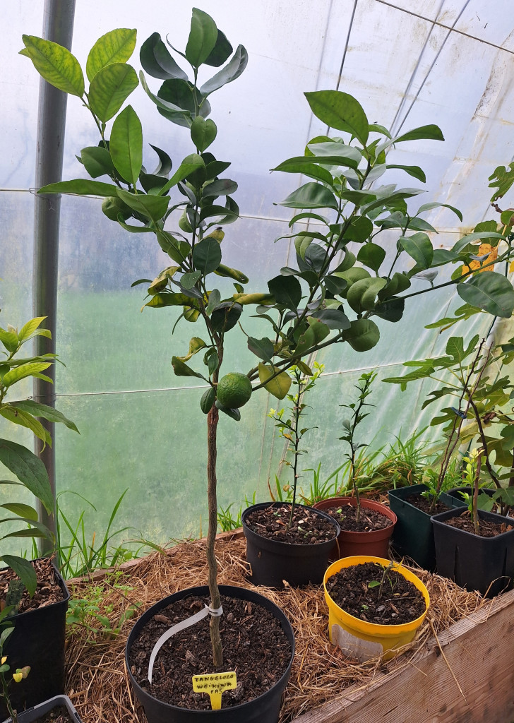 Zoomer sur l'image : Tangelolo Weikiwa