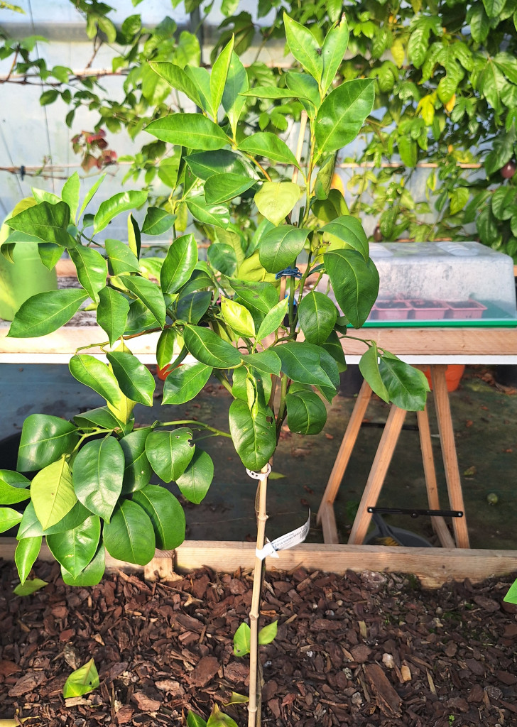 Zoomer sur l'image : Tarroco Ippolito 