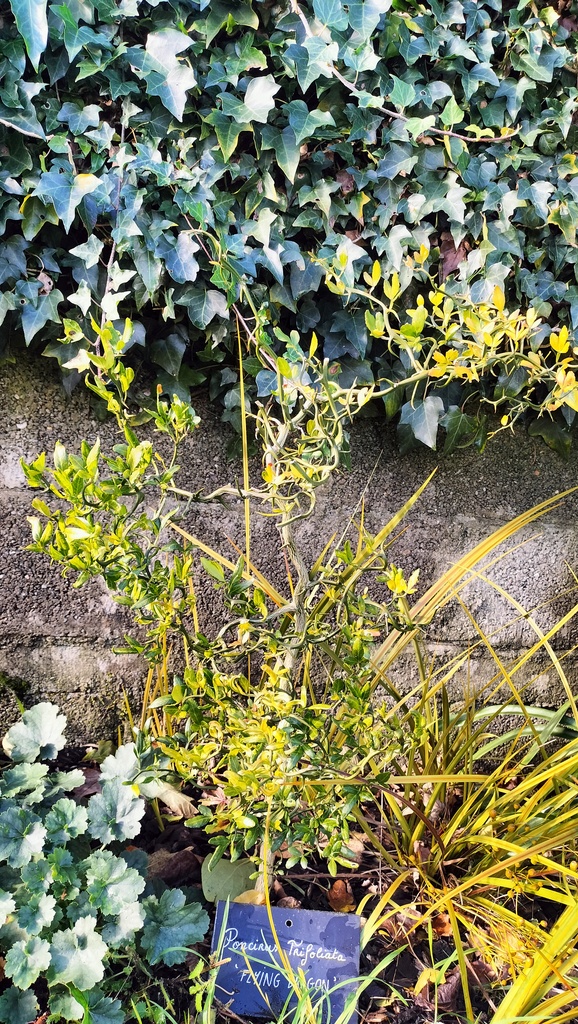 Zoomer sur l'image : Poncirus Trifoliata Flying Dragon