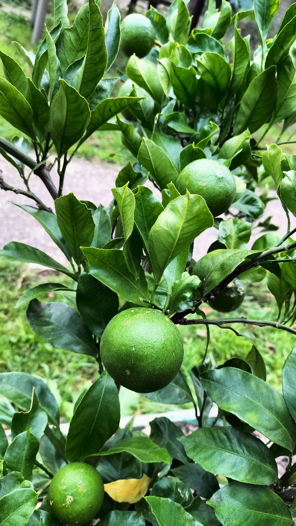 Zoomer sur l'image : Satsuma Myagawa