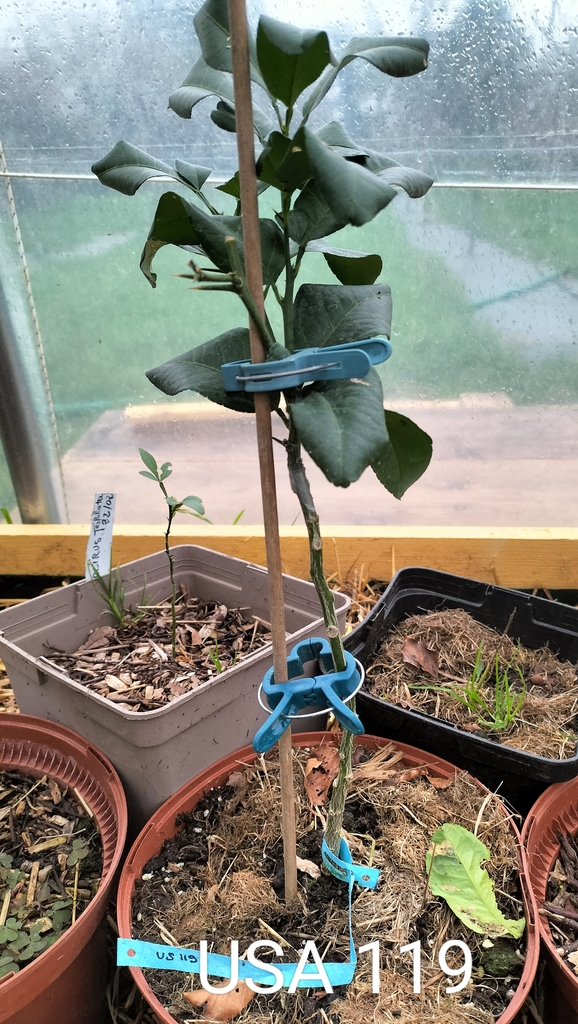 Zoomer sur l'image : USA 119