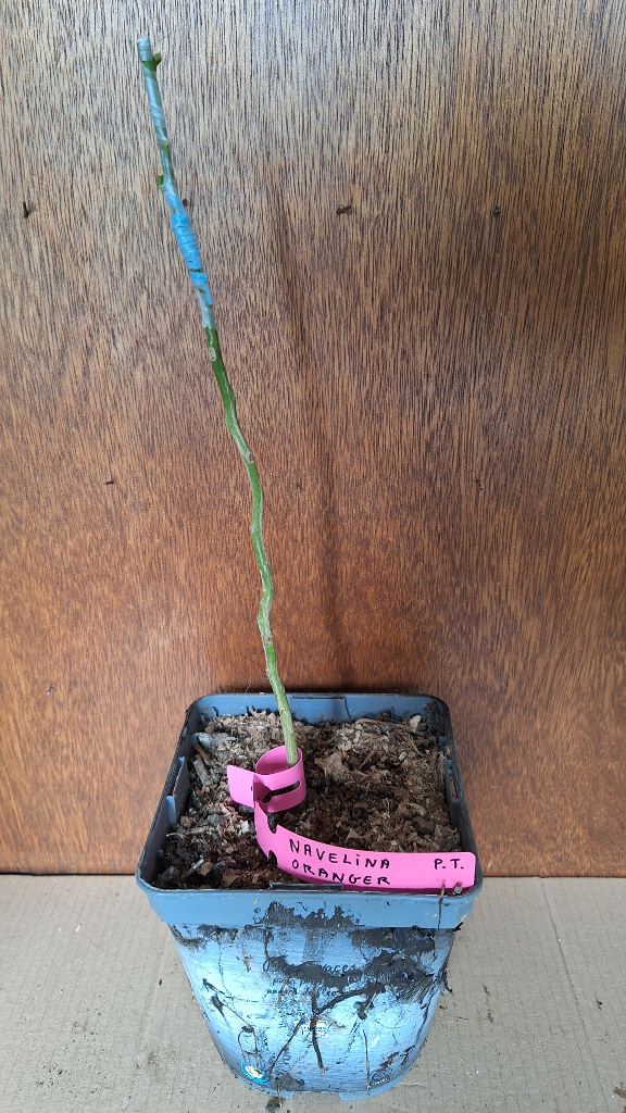 Zoomer sur l'image : Oranger Navel