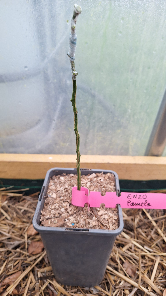 Zoomer sur l'image : Greffe Pomelo Enzo