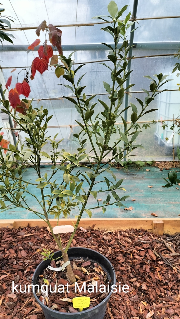 Zoomer sur l'image : Kumquat de Malaisie