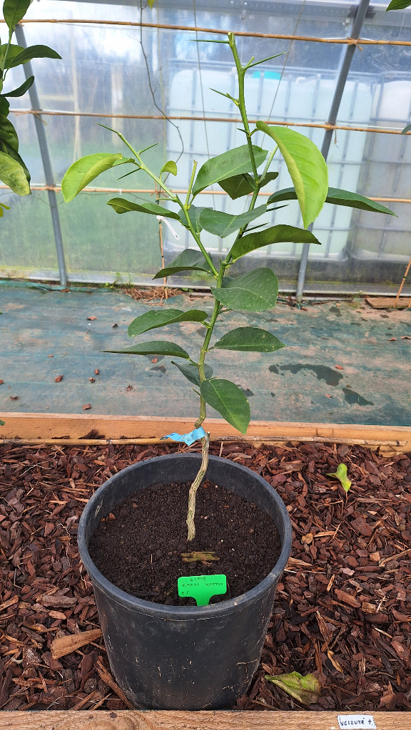 Zoomer sur l'image : Lime karna Katha