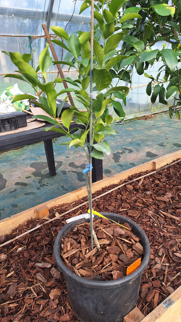 Zoomer sur l'image : Mandarinier Juanita