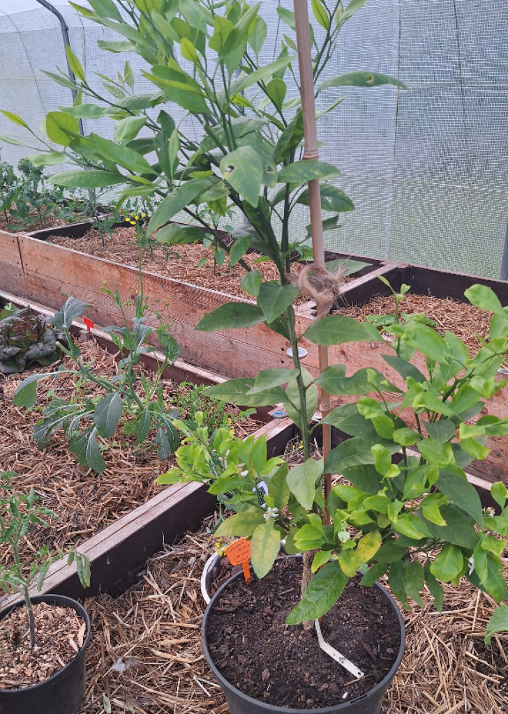 Zoomer sur l'image : Satsuma Shahara