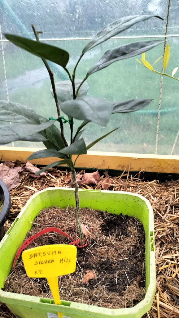 Zoomer sur l'image : Satsuma Silver Hill