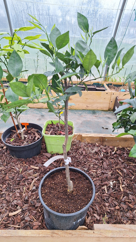 Zoomer sur l'image : Tarocco Ippolito