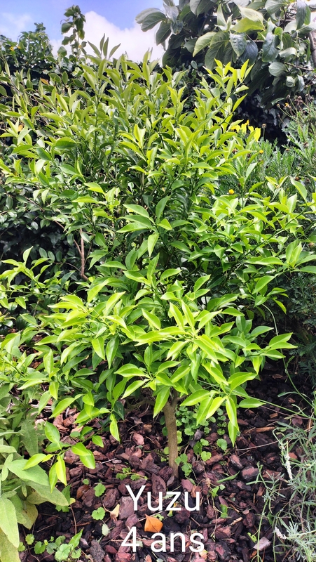 Zoomer sur l'image : Yuzu Juno