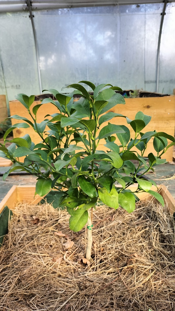 Zoomer sur l'image : Satsuma Okitsu