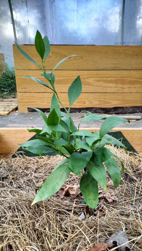 Zoomer sur l'image : Satsuma Kéraji