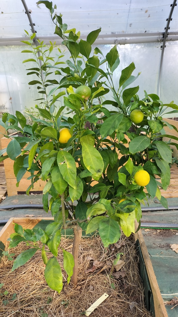 Zoomer sur l'image : Satsuma Myagawa