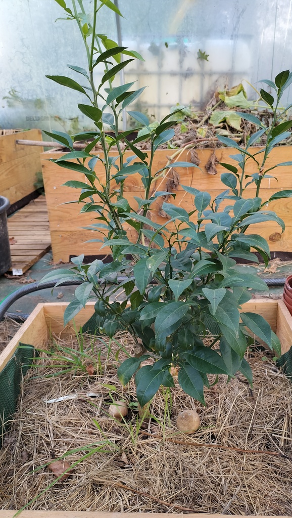 Zoomer sur l'image : Sudashi