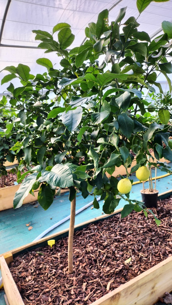 Zoomer sur l'image : Citronnier Jardiland