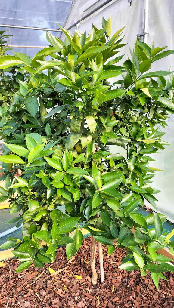 Zoomer sur l'image : Clémentinier Clémenule