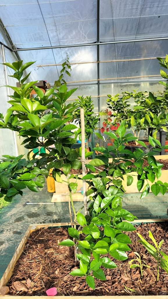 Zoomer sur l'image : Oranger Caracara