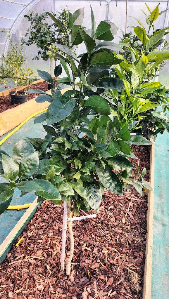 Zoomer sur l'image : Oranger Navel Chocolat