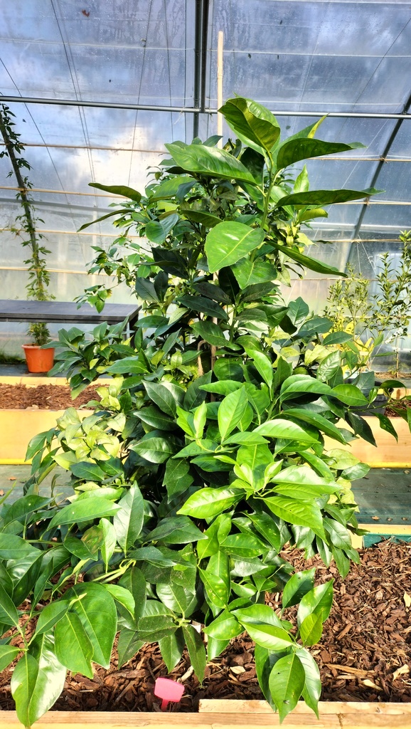 Zoomer sur l'image : Oranger Navelina