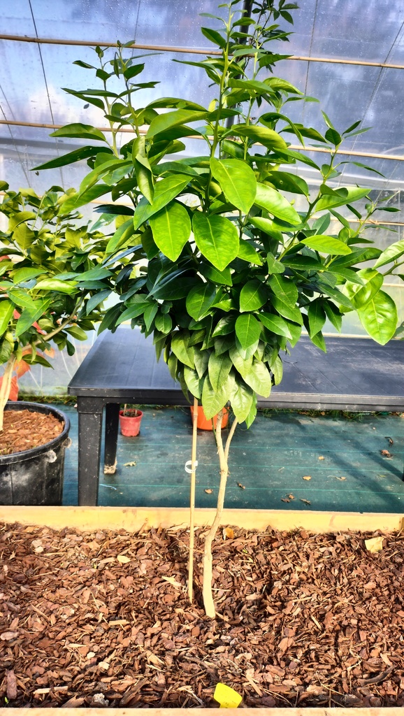 Zoomer sur l'image : Oranger Tarocco Bream