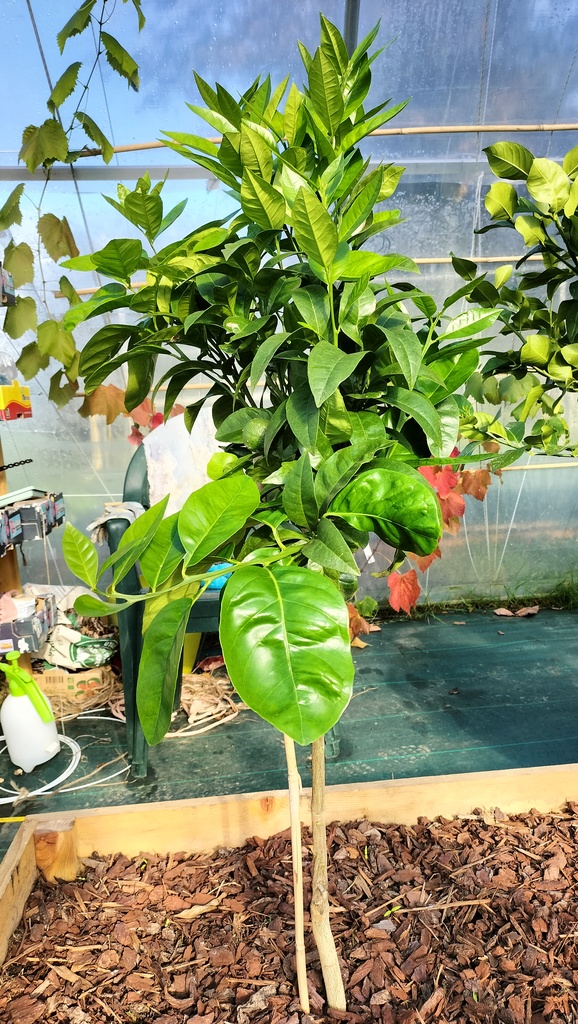 Zoomer sur l'image : Oranger Violette des Vallées