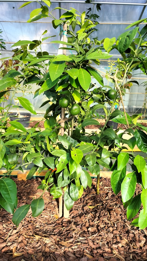 Zoomer sur l'image : Satsuma Okitsu