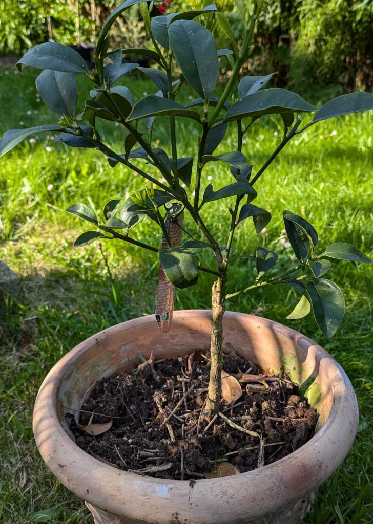 Zoomer sur l'image : 