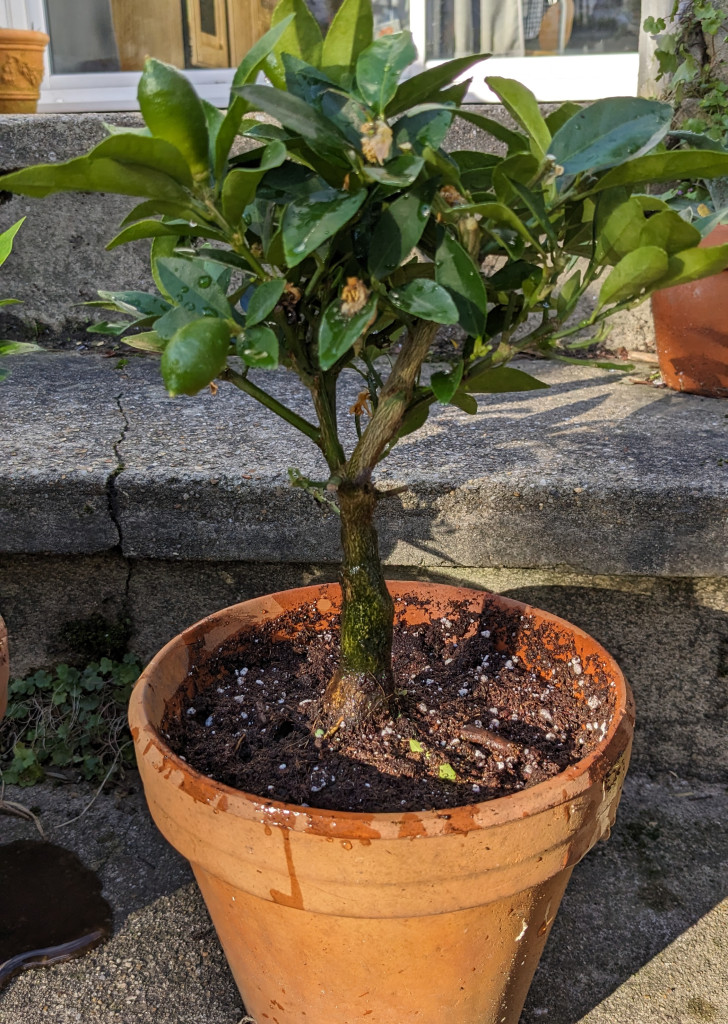 Zoomer sur l'image : 