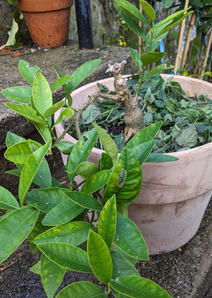 Zoomer sur l'image : 