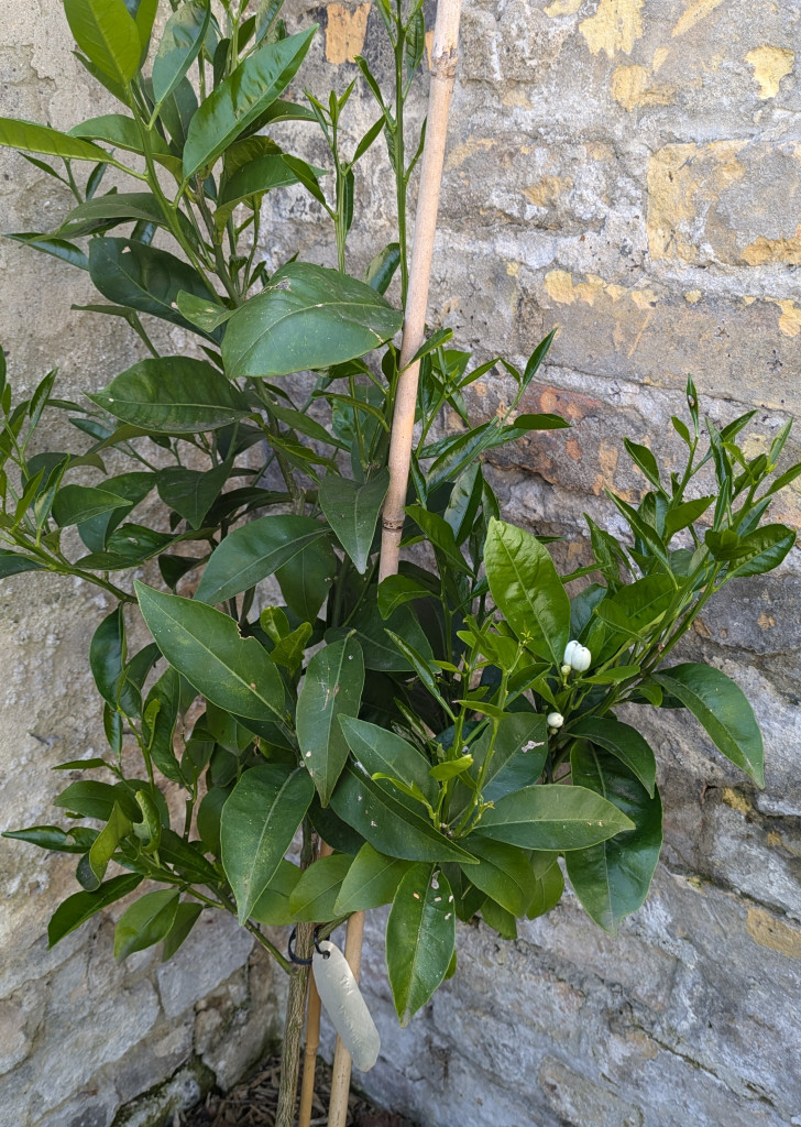 Zoomer sur l'image : 