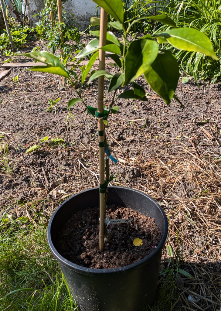 Zoomer sur l'image : 