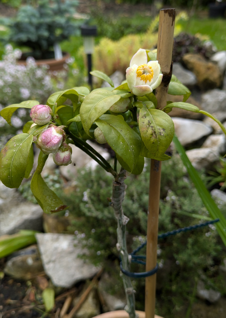 Zoomer sur l'image : 