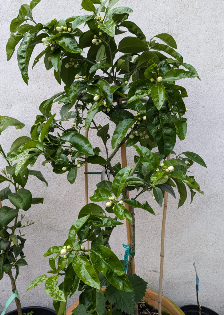 Zoomer sur l'image : 