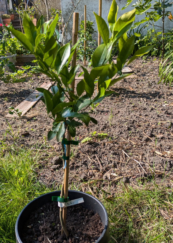 Zoomer sur l'image : 