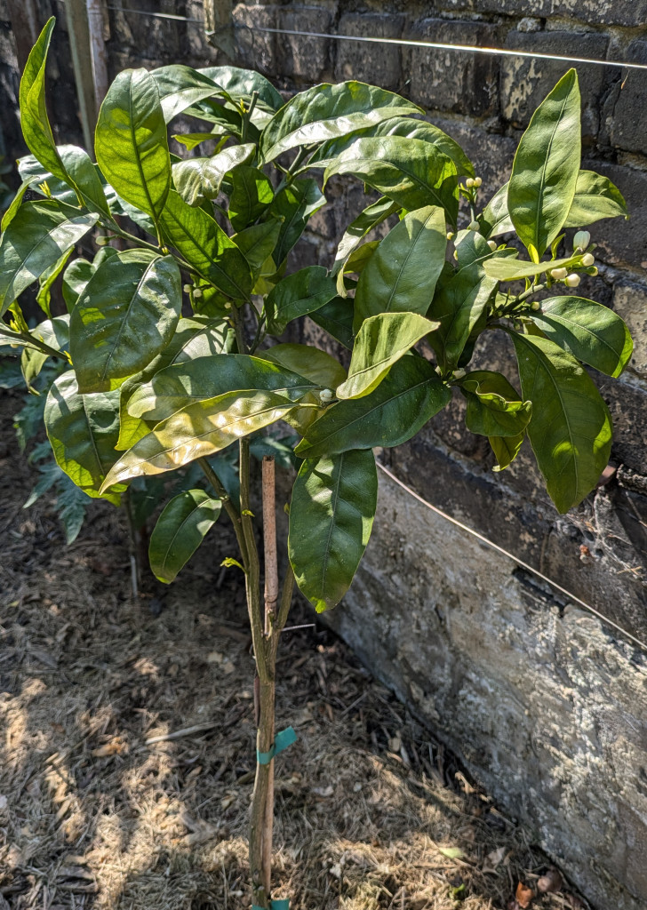 Zoomer sur l'image : 