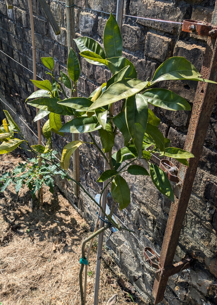 Zoomer sur l'image : 