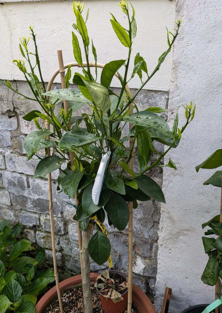 Zoomer sur l'image : 