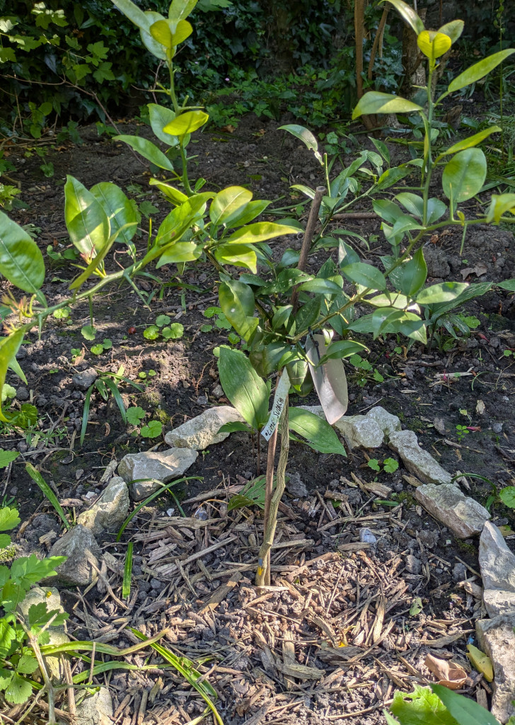 Zoomer sur l'image : 