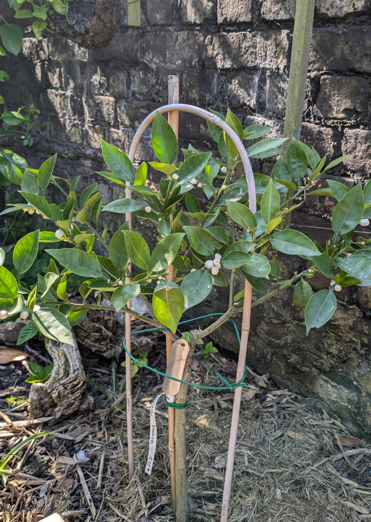 Zoomer sur l'image : 