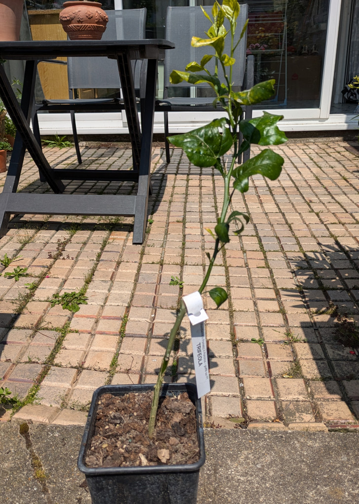 Zoomer sur l'image : 