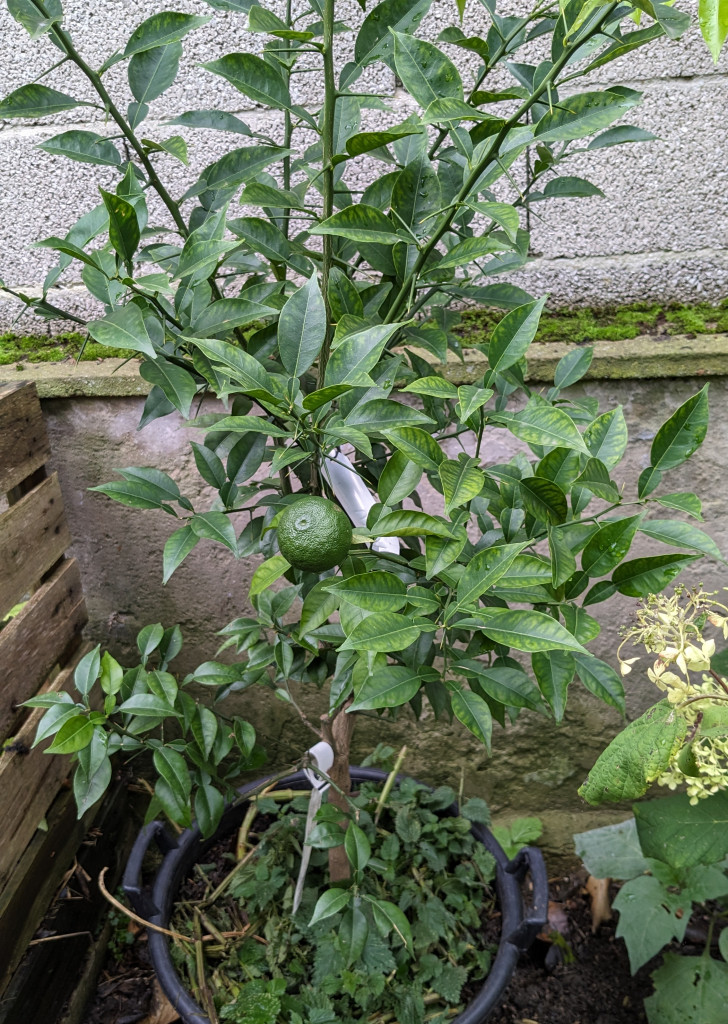 Zoomer sur l'image : 