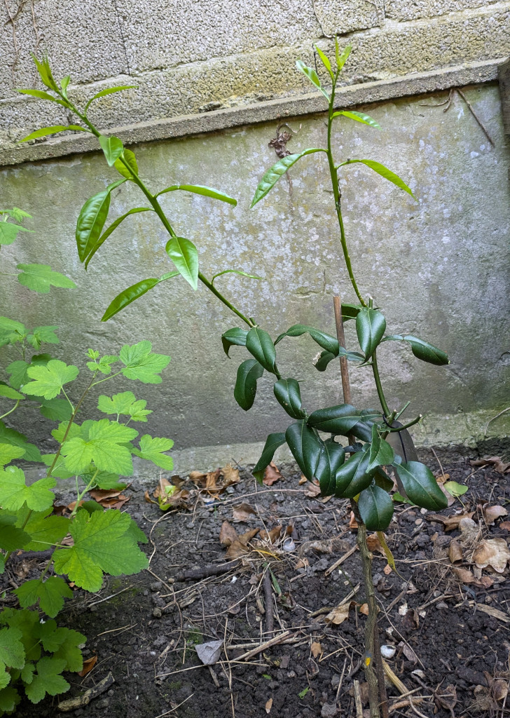 Zoomer sur l'image : 