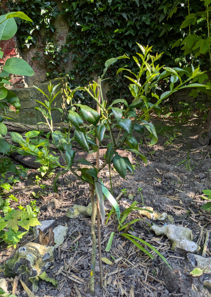 Zoomer sur l'image : 